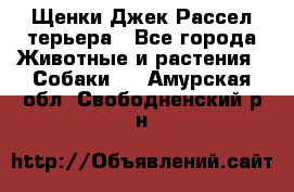 Щенки Джек Рассел терьера - Все города Животные и растения » Собаки   . Амурская обл.,Свободненский р-н